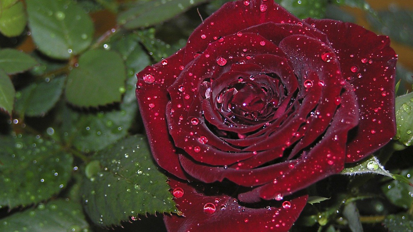 Хайрли Тонг роза