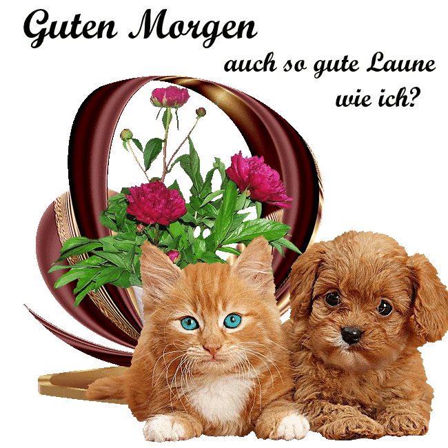 dreamies de bilder dreamies de bilder